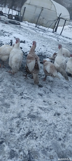 curci si curcani de casa