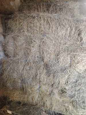 Vând baloți de fan și otavă