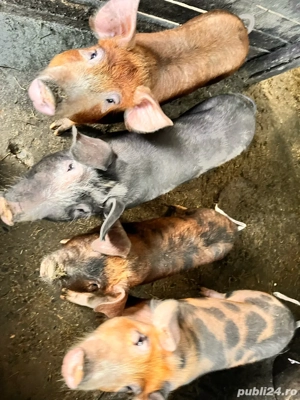 vand purcei 40 kg - imagine 2