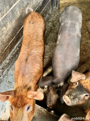 vand purcei 40 kg - imagine 5