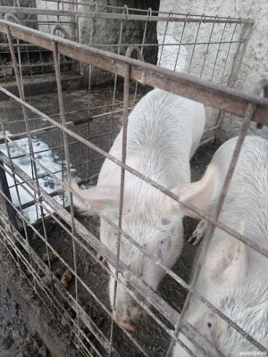 Grune (porci) - imagine 2