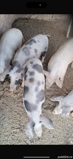 vand porci de rasa petran - imagine 3