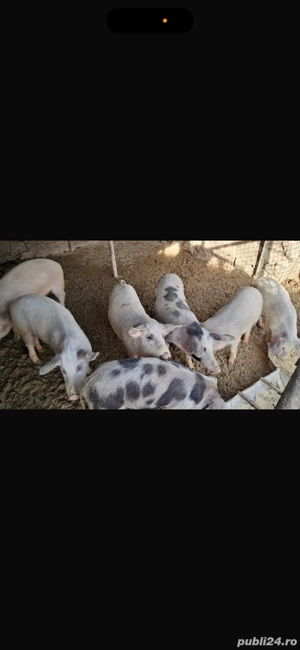 vand porci de rasa petran - imagine 2