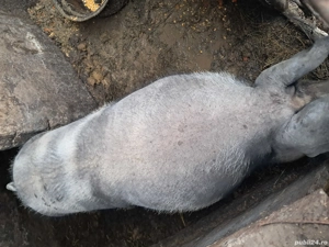 Vand doi porci duroc si petran 