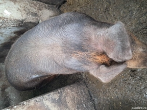 Vand doi porci duroc si petran  - imagine 2