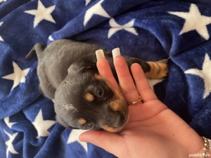 Cățeluși teckel de vânzare  - imagine 3