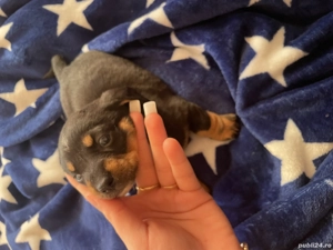 Cățeluși teckel de vânzare  - imagine 4