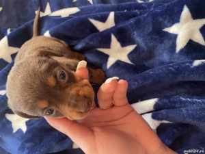 Cățeluși teckel de vânzare  - imagine 5