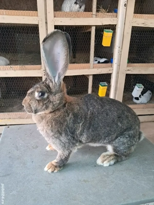 Vând Femelă Rasa Uriaș German Gri - imagine 5