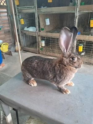 Vând Femelă Rasa Uriaș German Gri - imagine 3