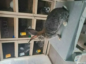 Vând Femelă Rasa Uriaș German Gri