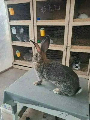 Vând Femelă Rasa Uriaș German Gri