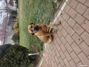 Donez femela Tosa Inu 1 an, dresata, vaccinata la zi, microcipata - imagine 2