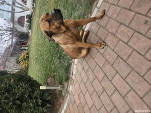 Donez femela Tosa Inu 1 an, dresata, vaccinata la zi, microcipata