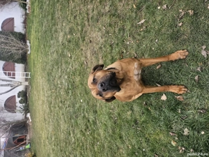 Donez femela Tosa Inu 1 an, dresata, vaccinuri la zi, cuminte - imagine 4