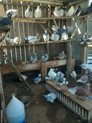 Porumbei standard  - imagine 3