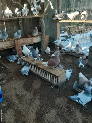 Porumbei standard  - imagine 2