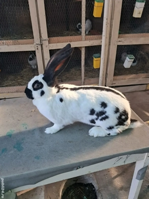 Vând Femelă Rasa Uriaș German Pestriț Pe Negru - imagine 5