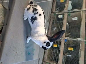 Vând Femelă Rasa Uriaș German Pestriț Pe Negru