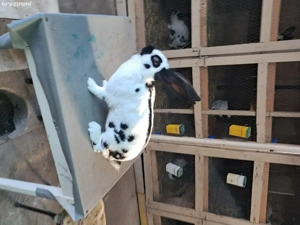 Vând Femelă Rasa Uriaș German Pestriț Pe Negru - imagine 4