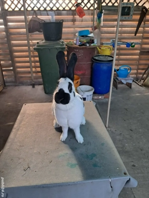 Vând Femelă Rasa Uriaș German Pestriț Pe Negru - imagine 3