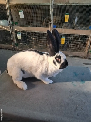 Vând Femelă Rasa Uriaș German Pestriț Pe Negru - imagine 5