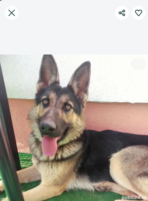 Ciobanesc german, femela, 2 ani - imagine 2