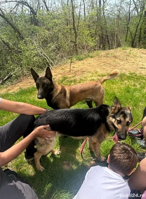 Ciobanesc german, femela, 2 ani - imagine 4