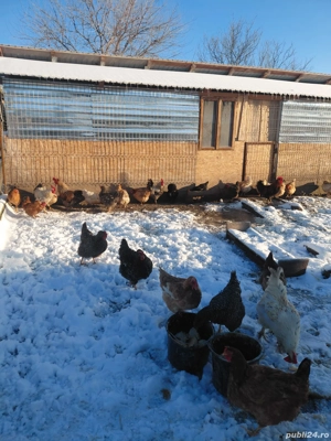 Vand gaini,cocoși și rațe - imagine 5