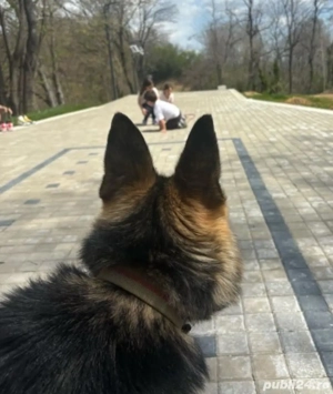 Ciobanesc german, femela, 2 ani - imagine 3