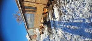 Vand gaini,cocoși și rațe - imagine 2