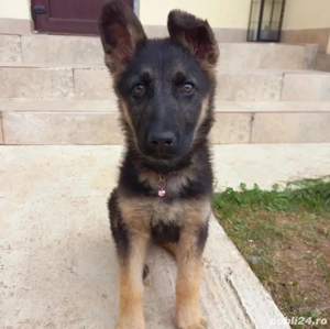 Ciobanesc german, femela, 2 ani - imagine 5