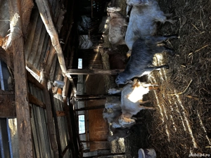 Vând 10 capre gestante  - imagine 2