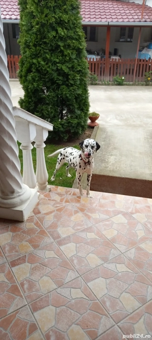 Dalmațieni rasa pură 