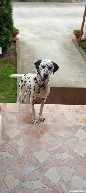 Dalmațieni rasa pură  - imagine 2