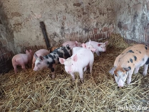 vand 11 purcei  de 8 saptamâni  - imagine 3