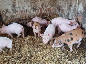 vand 11 purcei  de 8 saptamâni 