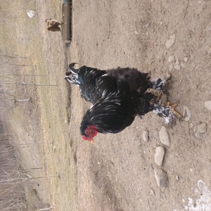 Vand cocoș brahma negru bobat  - imagine 2