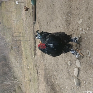 Vand cocoș brahma negru bobat  - imagine 3