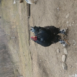 Vând cocos Brahma Negru bobat - imagine 4