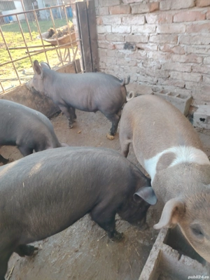 Vând purcei deosebiți vârstă 10 săptămâni  - imagine 2