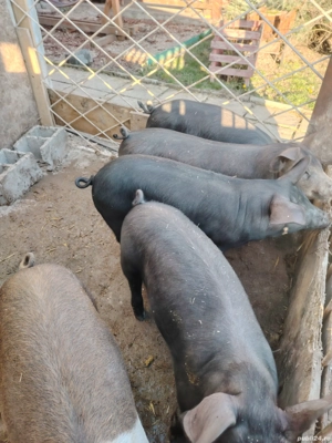 Vând purcei deosebiți vârstă 10 săptămâni  - imagine 3