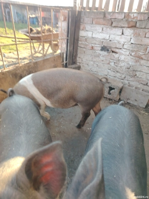 Vând purcei deosebiți vârstă 10 săptămâni  - imagine 4