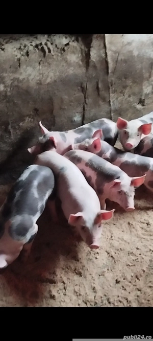 Purcei pietrain original - imagine 2