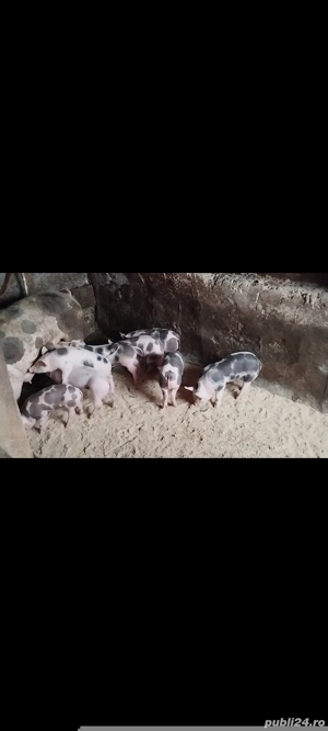 Purcei pietrain original - imagine 3