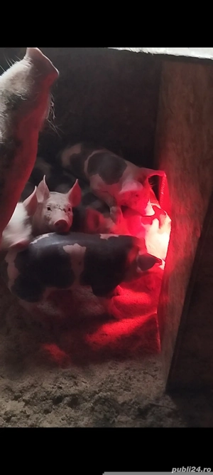 Purcei pietrain original - imagine 4