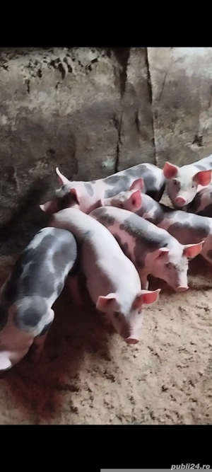 Purcei pietrain original - imagine 5