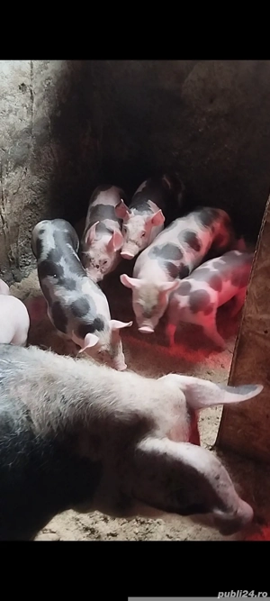 Purcei pietrain original