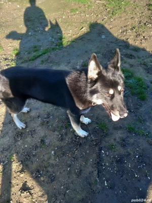 Vând ciobănesc german femelă deparazitat și vaccinat 