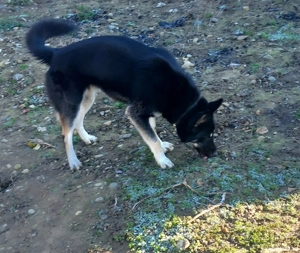 Vând ciobănesc german femelă deparazitat și vaccinat  - imagine 2